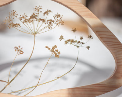 Pressed flower art - Dill Blossom