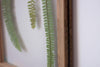 Herbarium frame13x18" - Fern - Emerald Rabbit