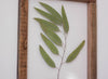 Herbarium frame 10.5x12.5" - Eucalyptus - Emerald Rabbit