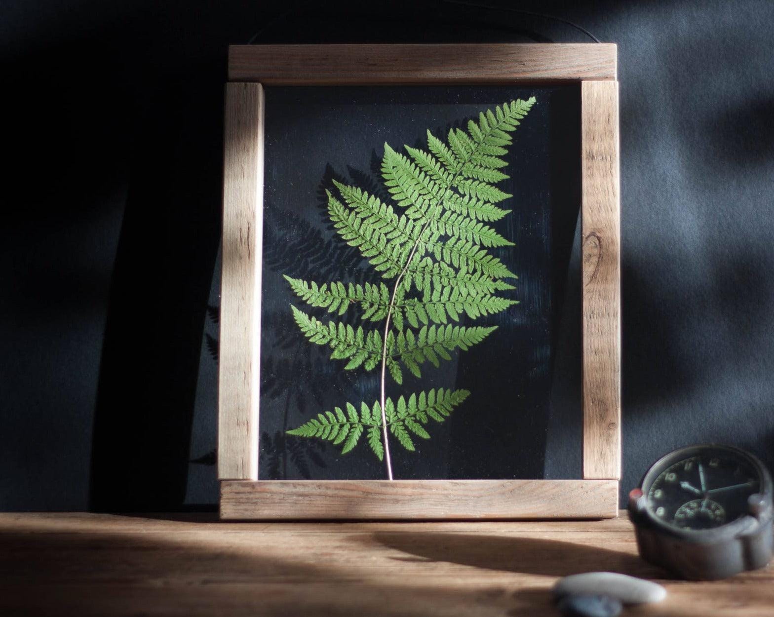 Herbarium frame 10.5x12.5" - the Magic of Fern - Emerald Rabbit