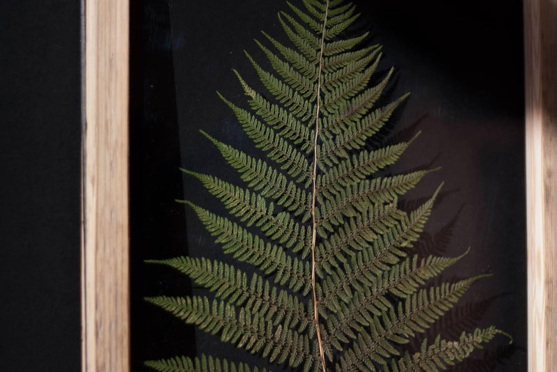 Herbarium frame 13x18" - Big Fern - Emerald Rabbit