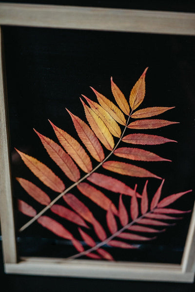 Herbarium frame 13x18" - Autumn sumac leaves - Emerald Rabbit