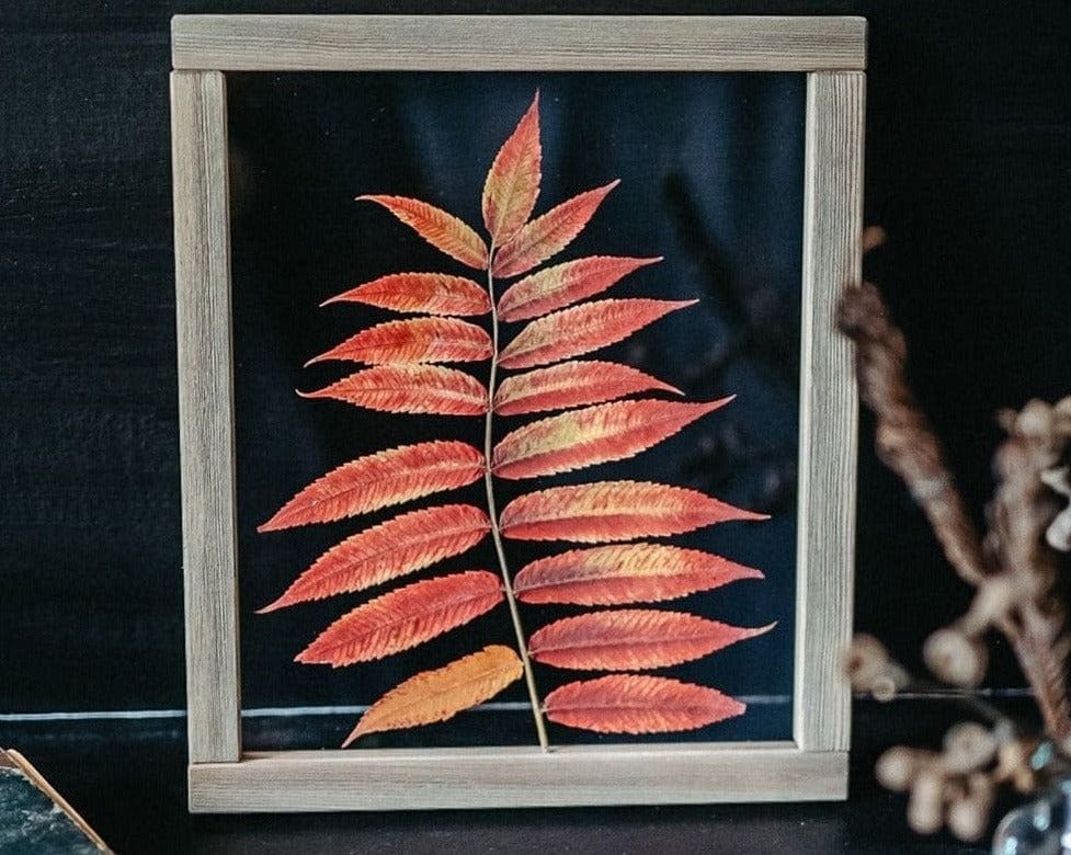 Pressed Herbarium 10.5x12.5" - Red sumac tree leaf