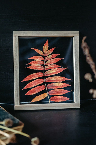 Pressed Herbarium 10.5x12.5" - Red sumac tree leaf