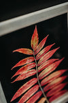 Pressed Herbarium 10.5x12.5" - Red sumac tree leaf