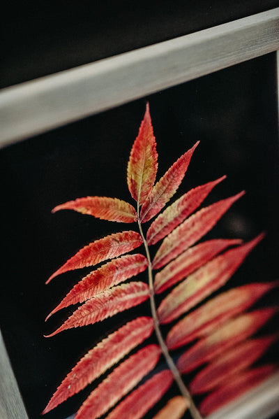 Pressed Herbarium 10.5x12.5" - Red sumac tree leaf