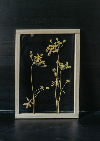 Pressed Flowers frame 13x18" - Dill flowers