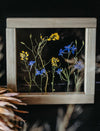 Herbarium frame 8x8" - Rapeseed and wild blue Larkspur - Emerald Rabbit