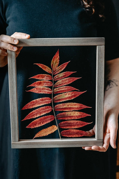 Pressed Herbarium 10.5x12.5" - Red sumac tree leaf