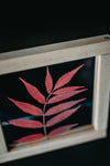 Herbarium frame 8x8" - Autumn sumac leaf - Emerald Rabbit