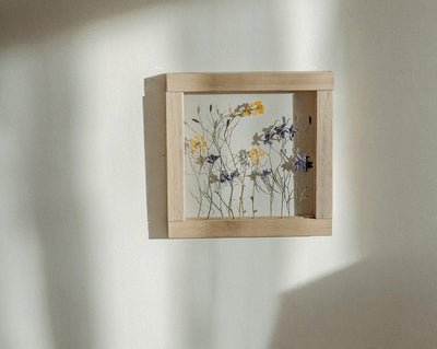 Herbarium frame 8x8" - Rapeseed and wild blue Larkspur - Emerald Rabbit