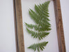 Herbarium frame 10.5x12.5" - the Magic of Fern - Emerald Rabbit