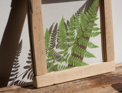 Herbarium frame 8x8" - Magic of Fern - Emerald Rabbit