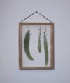 Herbarium frame13x18" - Fern - Emerald Rabbit