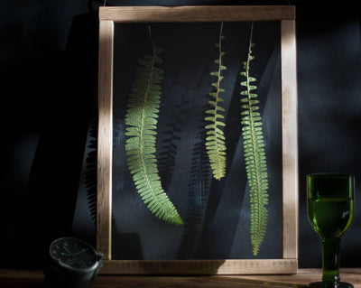 Herbarium frame13x18" - Fern - Emerald Rabbit