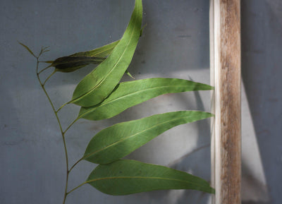 Herbarium frame 13x18" - Eucalyptus - Emerald Rabbit