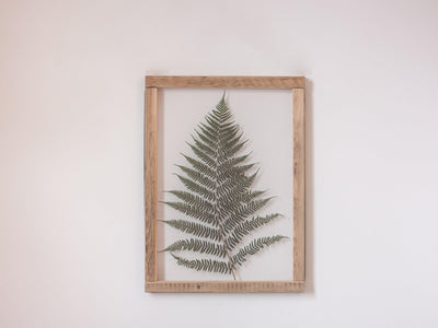 Herbarium frame 13x18" - Big Fern - Emerald Rabbit