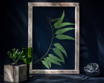 Herbarium frame 13x18" - Eucalyptus - Emerald Rabbit