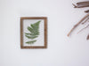 Herbarium frame 10.5x12.5" - the Magic of Fern - Emerald Rabbit