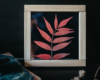 Herbarium frame 8x8" - Autumn sumac leaf - Emerald Rabbit