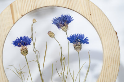 Pressed flower frame d. 9" and 12" - Cornflowers