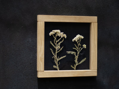 Pressed Flower Art 8x8" - Yarrow flowers