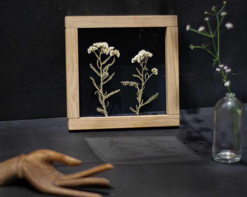 Pressed Flower Art 8x8" - Yarrow flowers