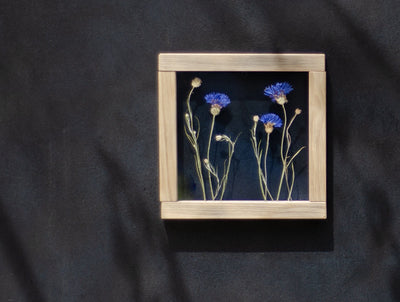 Pressed Flower Art 8x8" - Cornflowers