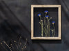 Pressed flowers frame 10.5x12.5" - Cornflowers