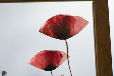 Pressed Flower Frame 10.5x12.5" - Poppies