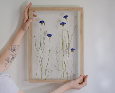 Pressed Flower Frame 13x18" - Cornflowers