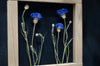 Pressed Flower Art 8x8" - Cornflowers