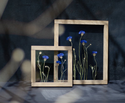 Pressed Flower Art 8x8" - Cornflowers