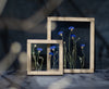 Pressed flowers frame 10.5x12.5" - Cornflowers