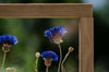 Pressed Flower Frame 13x18" - Cornflowers