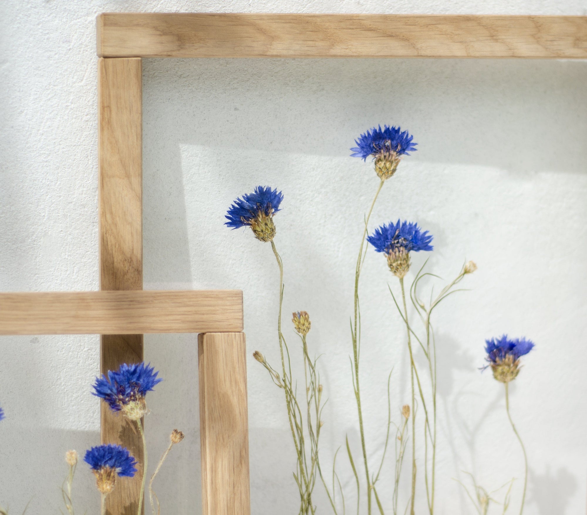 Pressed flowers frame 10.5x12.5 - Cornflowers